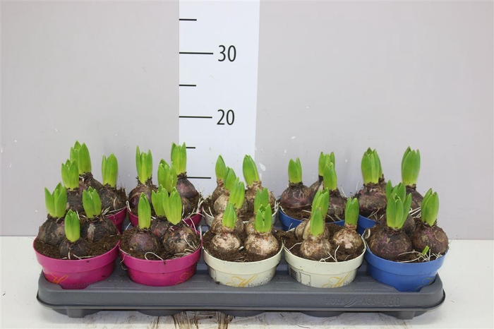 <h4>Hyacinthus Gemengd 3pp Ton Sur Ton</h4>