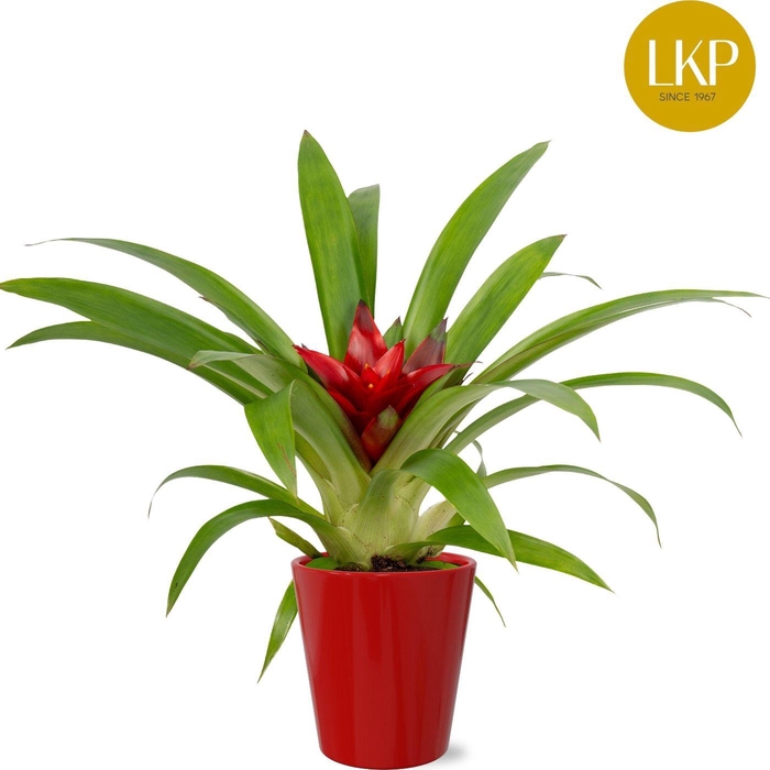 <h4>Guzmania Blitz Rood Coco</h4>