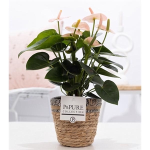 Anthurium pink (Spirit) in P&PURE Basket 6;