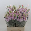 Matthiola Iron Cherry Blossom