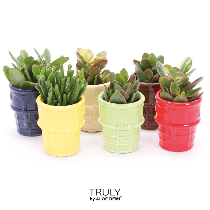 <h4>TRULY Crassula, ice cream</h4>