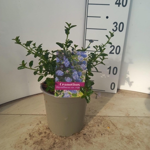 Ceanothus thyrsiflorus var. repens