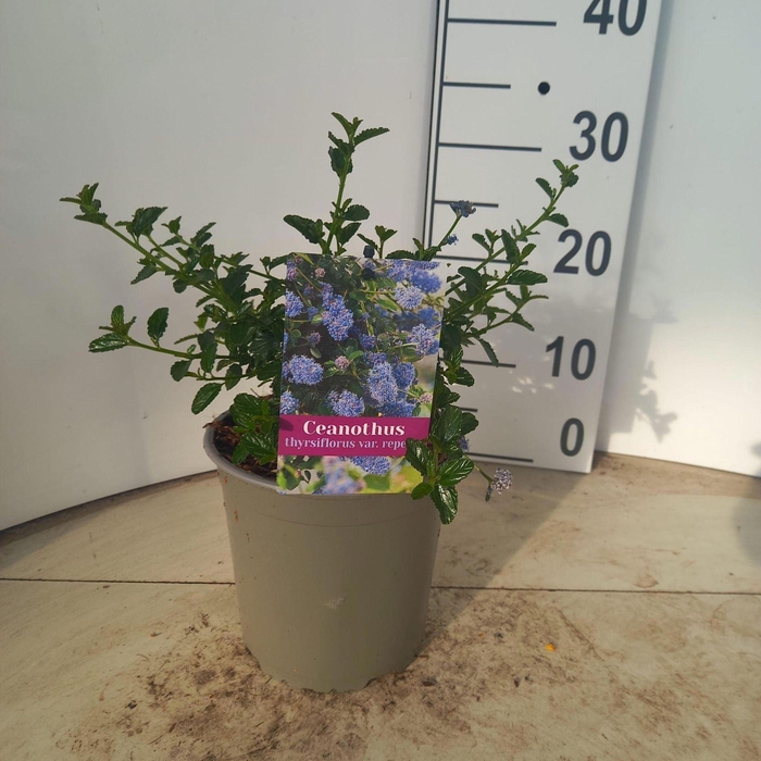 <h4>Ceanothus thyrsiflorus var. repens</h4>