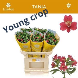Alstr Tania