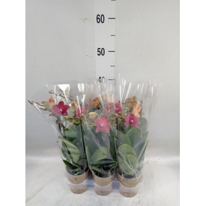 Phalaenopsis multi.   ...red