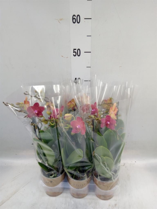 <h4>Phalaenopsis multi. ...red</h4>