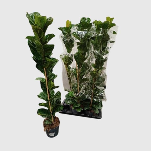 FICUS LYRATA BAMBINO