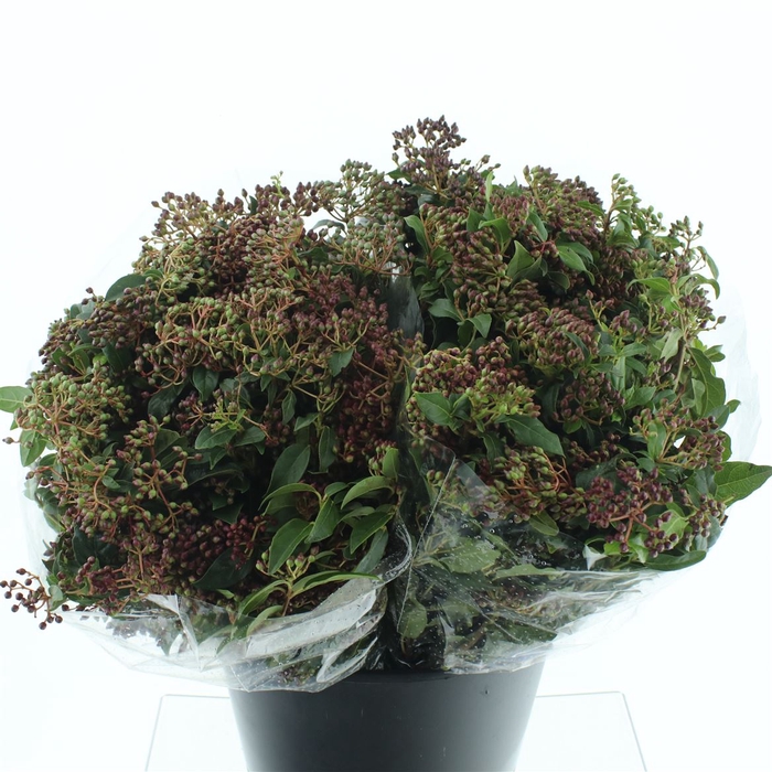 <h4>Vibur Bacca Nera 400 Gram</h4>