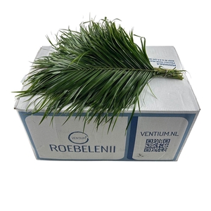 Phoenix Roebelini Ventium 50cm Mbx