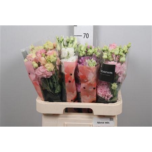 Eus G Alissa Gemengd In Fust