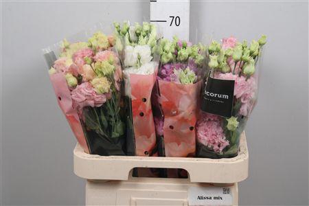 <h4>Eus G Alissa Gemengd In Fust</h4>