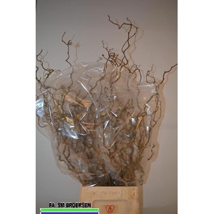 CORYLUS AVELLANA 'CONTORTA'