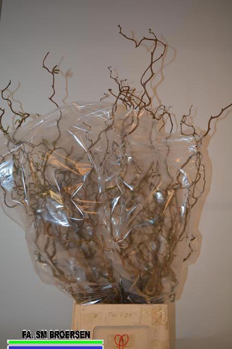 <h4>CORYLUS AVELLANA 'CONTORTA'</h4>