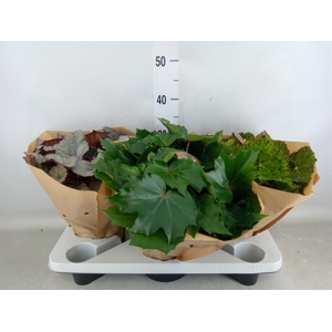 Begonia BD 'Beleaf'   ...mix
