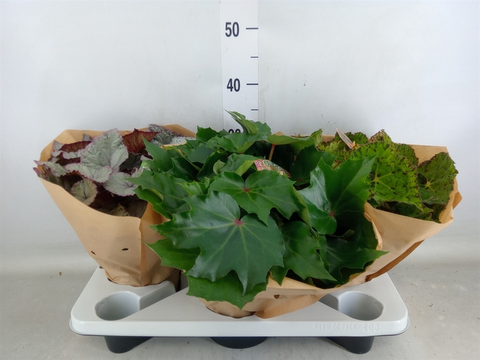 <h4>Begonia BD 'Beleaf'   ...mix</h4>