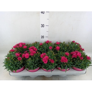 Dianthus car. 'Peman'