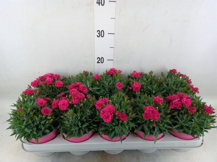 <h4>Dianthus car. 'Peman'</h4>