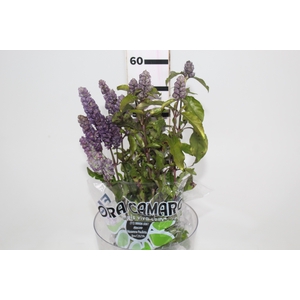 CAMARAO LILAS 050 CM