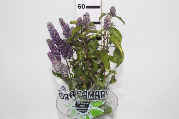 <h4>CAMARAO LILAS 050 CM</h4>
