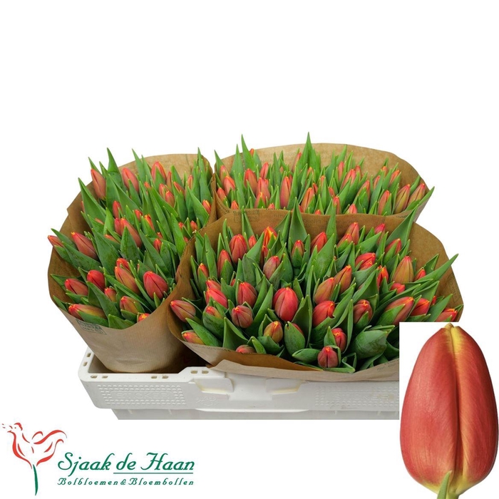 <h4>Tu En Trailblazer</h4>