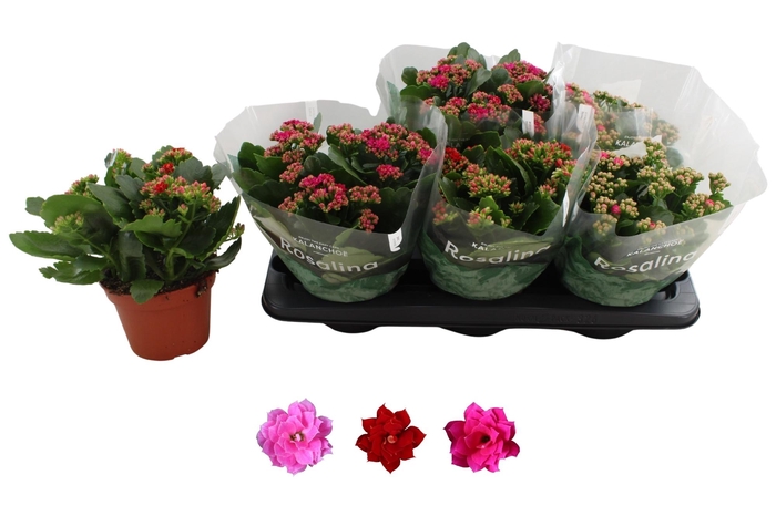 <h4>KAL GE RO GEM 3 KL</h4>