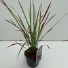 Imperata 'Red Baron'