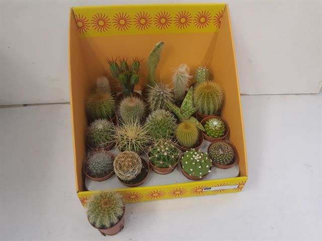 <h4>Cactus gemengd 18 soorten</h4>