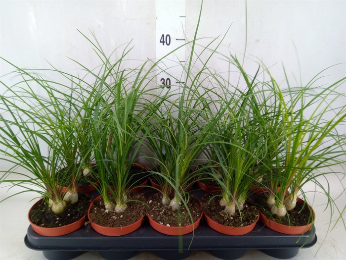 <h4>Beaucarnea recurvata</h4>