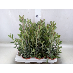 Senecio crassissimus