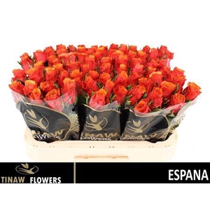R Gr Espana