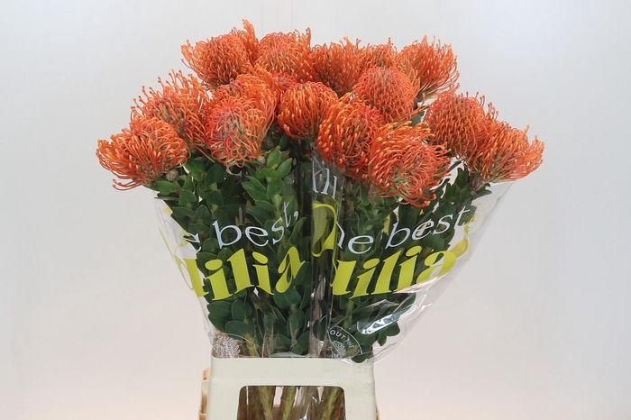 Nutans Ayoba Mandarin Zest