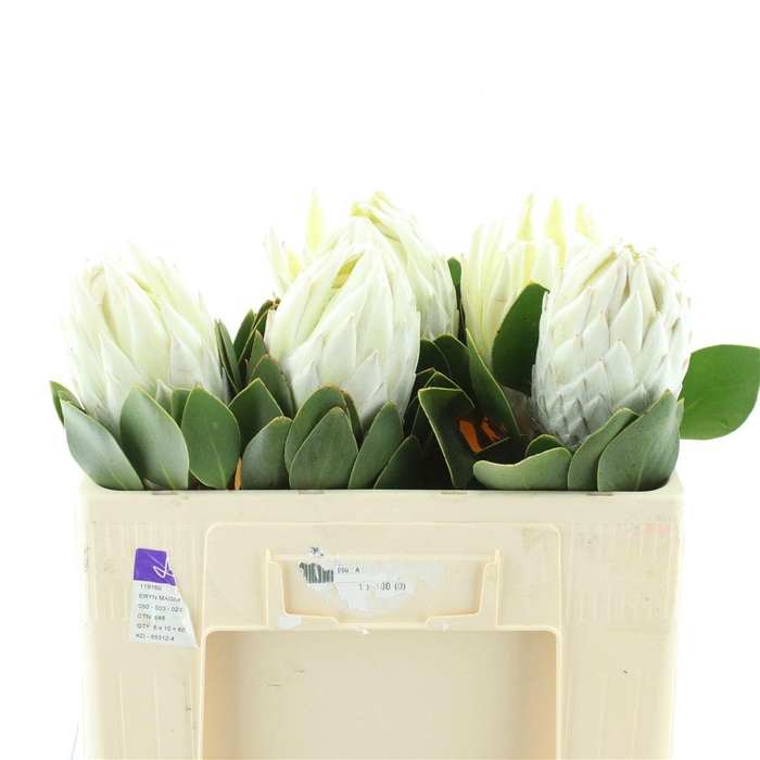 <h4>PROTEA CY LEI MOMI</h4>