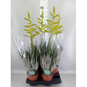 Tillandsia oerstediana