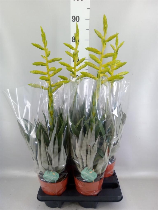 <h4>Tillandsia oerstediana</h4>
