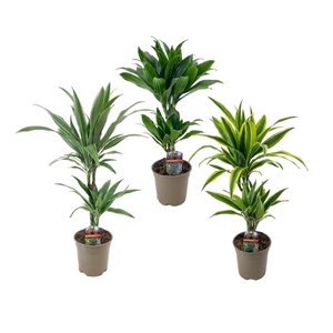 Dracaena frag. (Deremensis Grp) overig gemengd