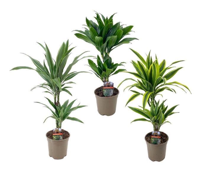 <h4>Dracaena frag. (Deremensis Grp) overig gemengd</h4>