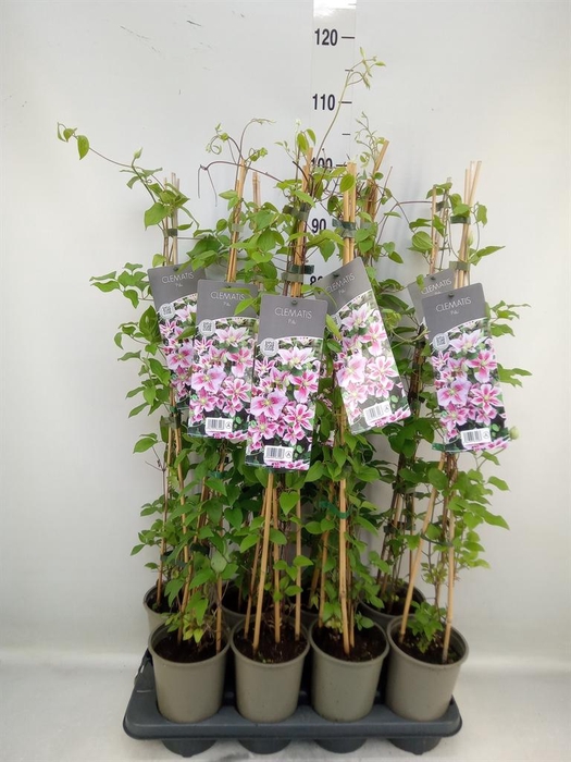 <h4>Clematis EL 'Piilu'</h4>