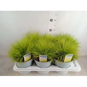 Festuca glauca 'Amigold'