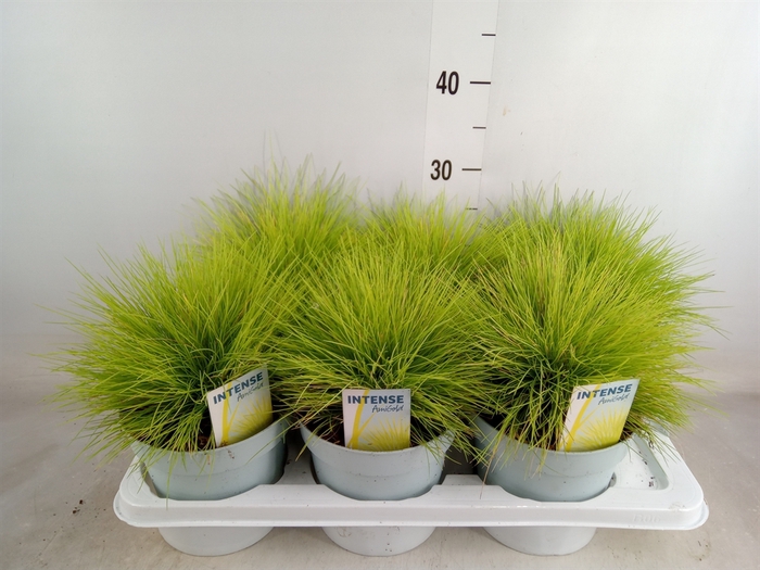 <h4>Festuca glauca 'Amigold'</h4>