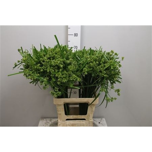 Cyperus Glaber