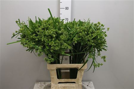 <h4>Cyperus Glaber</h4>