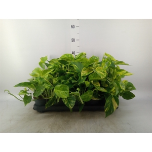Epipremnum pinn. 'Hicolor'
