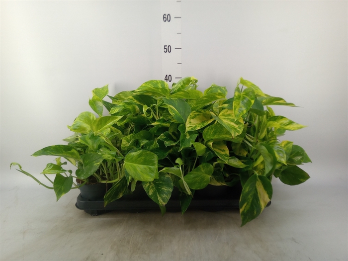 <h4>Epipremnum pinn. 'Hicolor'</h4>