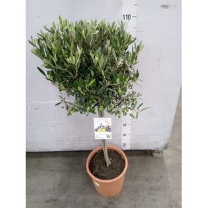 Olea europaea