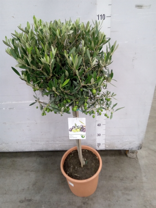 <h4>Olea europaea</h4>