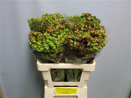 <h4>EUPH AM PURPUREA</h4>