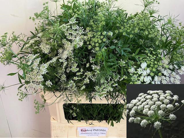 <h4>AMMI MAJUS</h4>