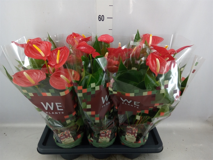 <h4>Anthurium andr. 'Kentucky'</h4>