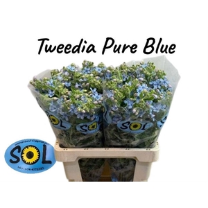 OXY CO TAN PURE BLU