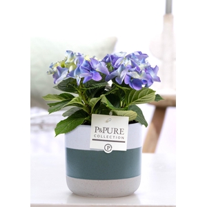 Hydrangea blue in P&PURE Lauren ceramics